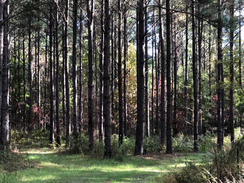 Greenwood Farms : Vaiden : Carroll County : Mississippi