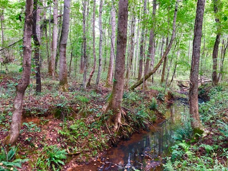 Cheap Hunting Land In Redbone Land for Sale in Forsyth, Monroe County