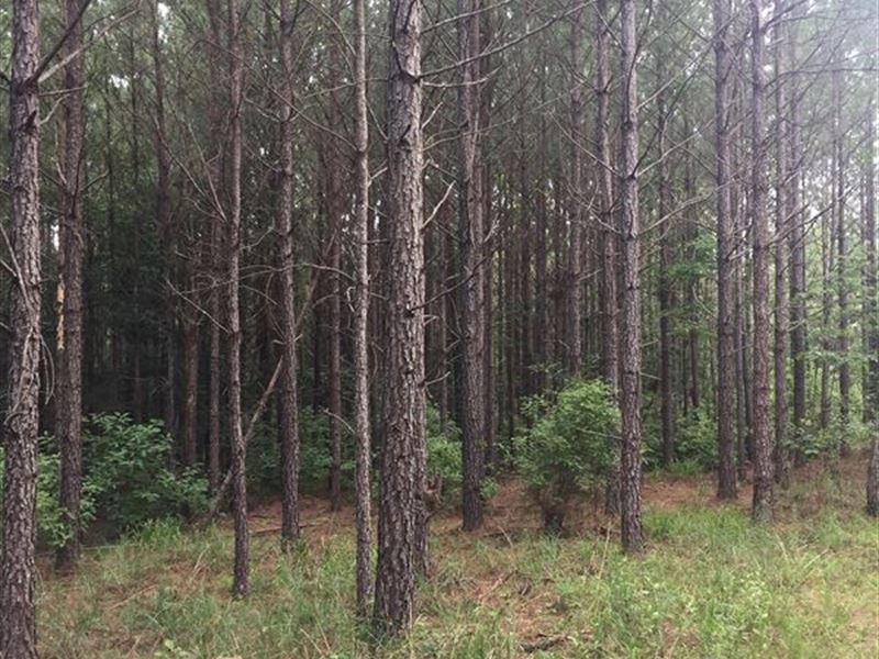 402 Acre Timber Investment Property : Wesson : Copiah County : Mississippi
