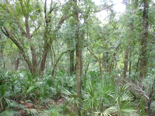 Completely Wooded 2 Lots River : Live Oak : Suwannee County : Florida