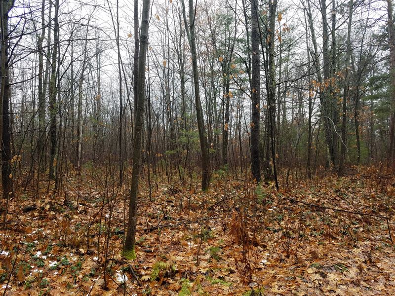 Beautiful Wooded Acreage : Lac Du Flambeau : Vilas County : Wisconsin