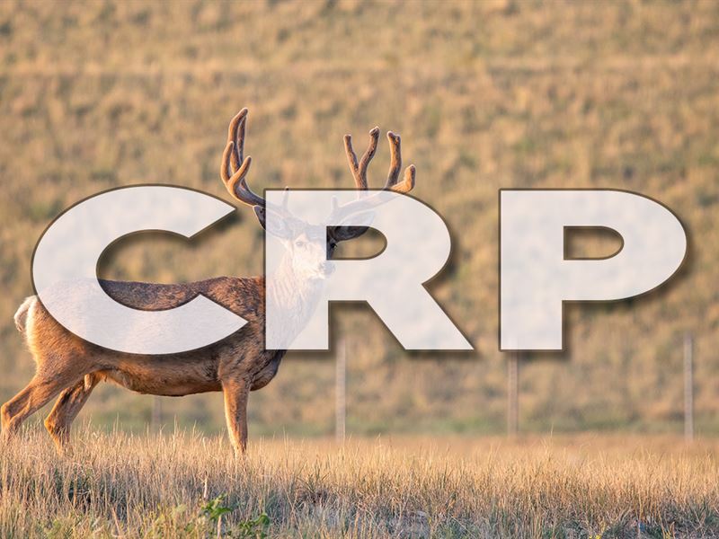 Kiowa County Crp Land for Sale : Eads : Kiowa County : Colorado