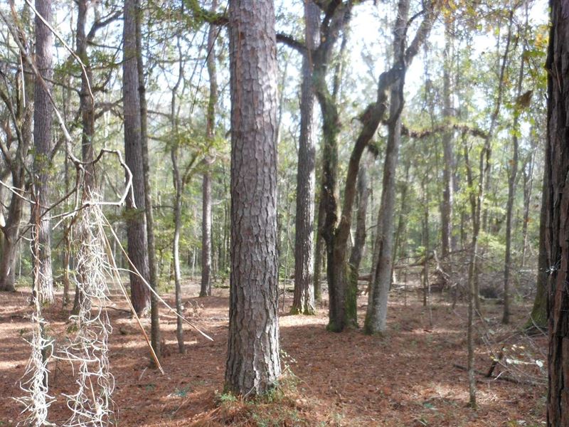 Nicely Wooded Plenty Wildlife, Lots : Live Oak : Suwannee County : Florida