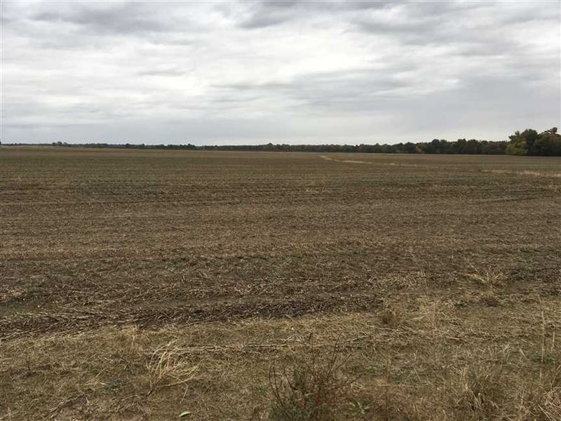 250 Row Crop Acres with Great : Waldenburg : Poinsett County : Arkansas