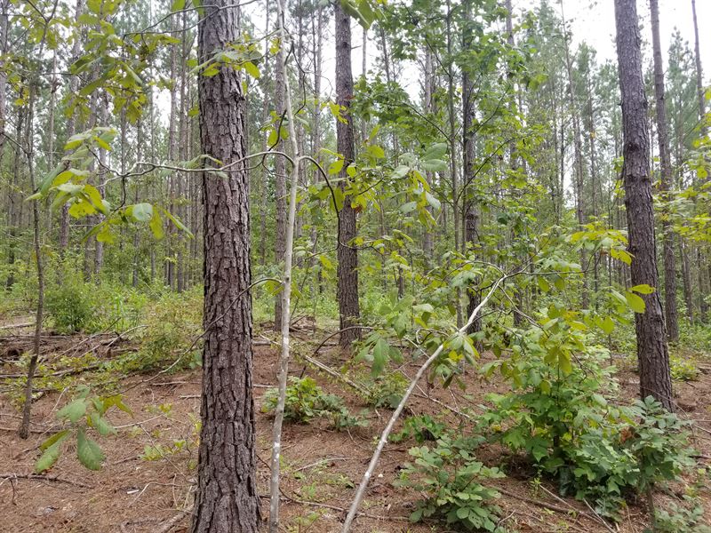 Pittman Tract : Roanoke : Randolph County : Alabama