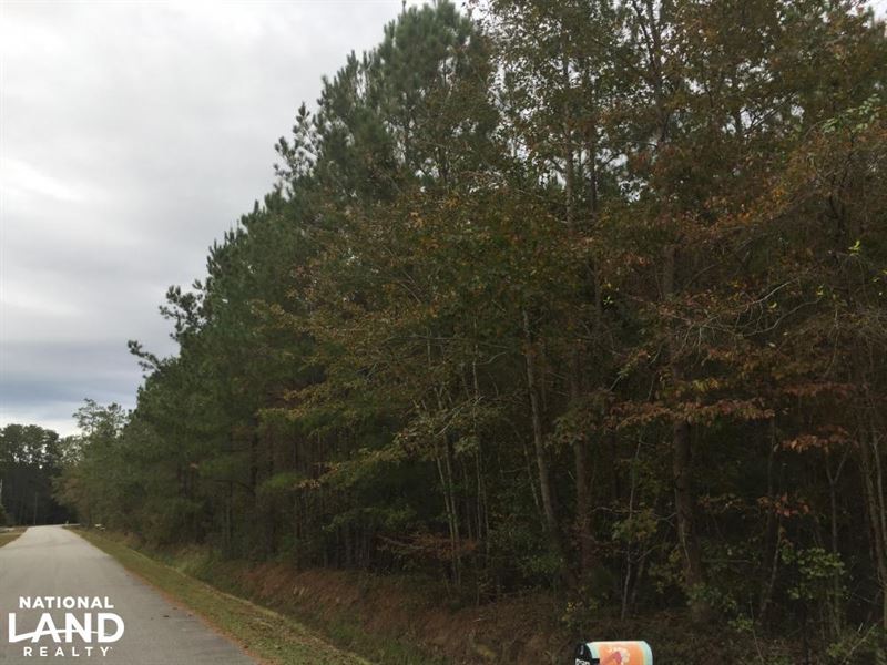 Samuel Road Timber Tract : Loris : Horry County : South Carolina