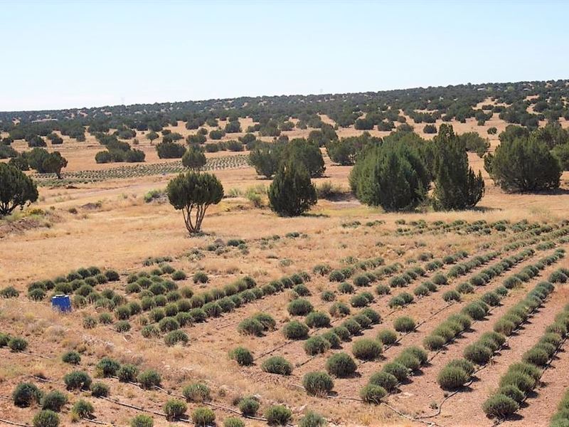 Near Lavender Farm, Heber-Overgaard : Heber-Overgaard : Navajo County : Arizona