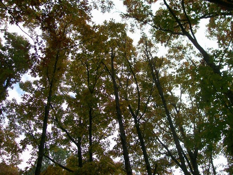 6.75 Wooded Acres Residential, Farm : Pikeville : Bledsoe County : Tennessee