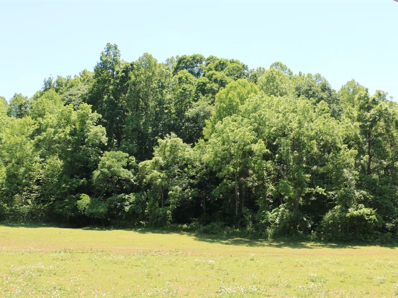 21+ Acre Investment Timber Tract : Dobson : Surry County : North Carolina