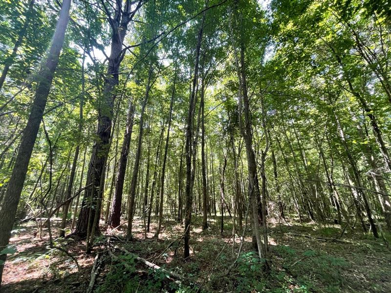 Beautiful Unrestricted Lot 3 Miles : Wetumpka : Elmore County : Alabama