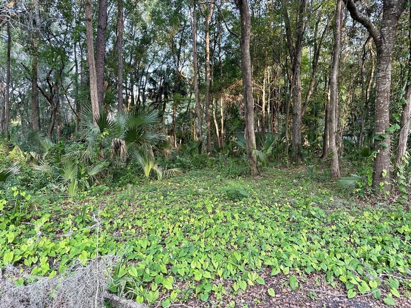 Vacant Summers St : Perry : Taylor County : Florida