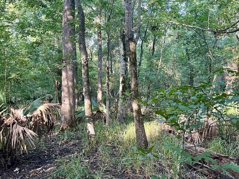 45 Acres of Tensas Parish Huntin : Saint Joseph : Tensas Parish : Louisiana