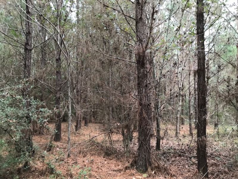 70 Acres 10 Year Old Pine Plantatio : Tylertown : Walthall County : Mississippi