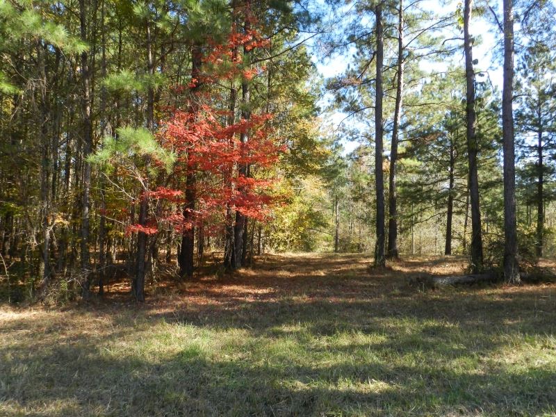 Beautiful Wooded Home Sites Land for Sale in Milledgeville, Baldwin