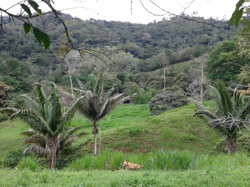 Six Hectares Bajo Bonito Capira : Panama