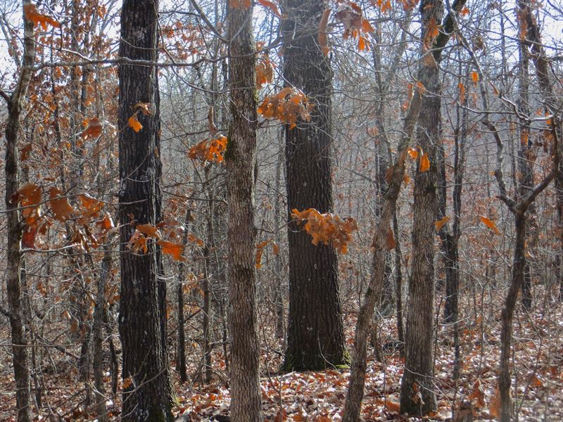 Hunting Cabin : Mammoth Spring : Fulton County : Arkansas
