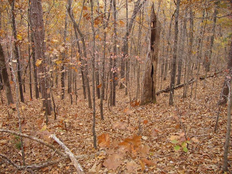 Wooded Land for Sale in Licking, Mo : Licking : Texas County : Missouri
