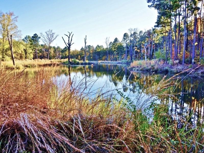 52 Acre Woods/Pasture / Pond : Shreveport : Caddo Parish : Louisiana