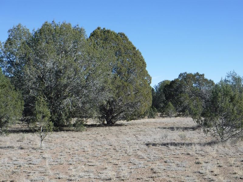 40 Acres $18,000, Owner Financing : Ash Fork : Coconino County : Arizona