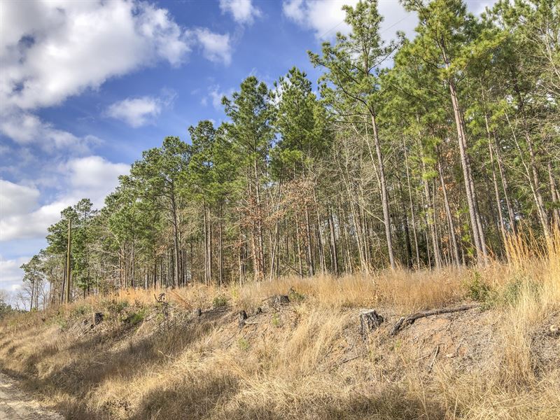 3.6 Ac Wilderness Estates Tr 5-2 : Point Blank : San Jacinto County : Texas