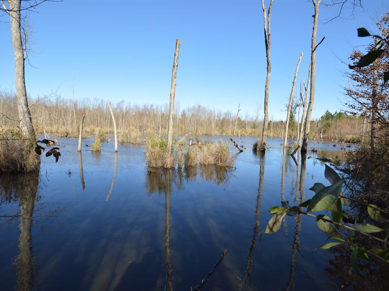 593 Ac Little Ohoopee River Tract : Harrison : Washington County : Georgia