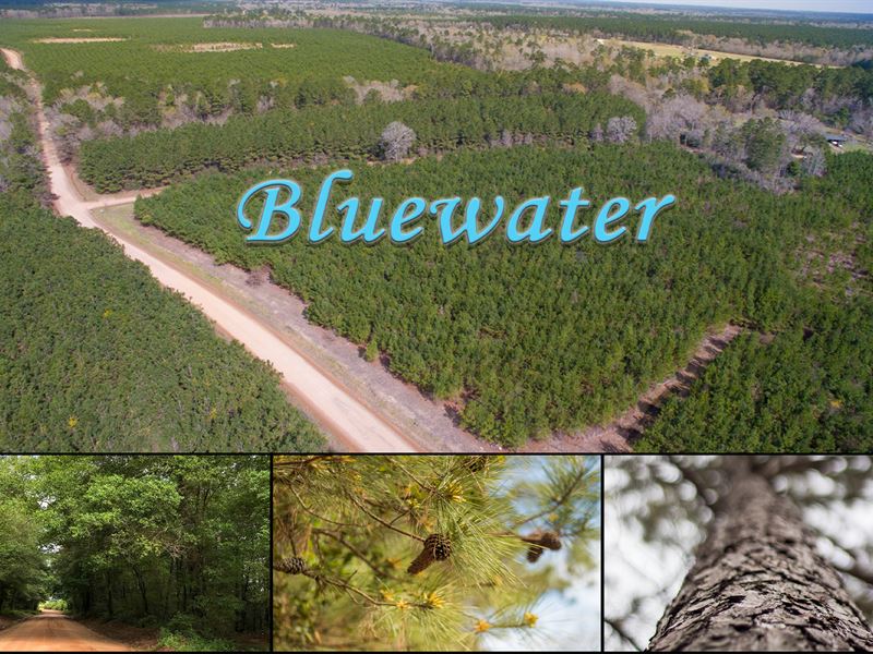 10 Acres Bluewater T2-2 : Livingston : Polk County : Texas