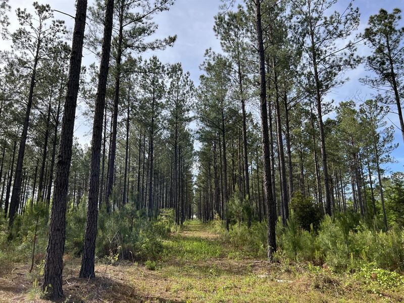 Acreage with Road Frontage & Huntin : Mauk : Taylor County : Georgia