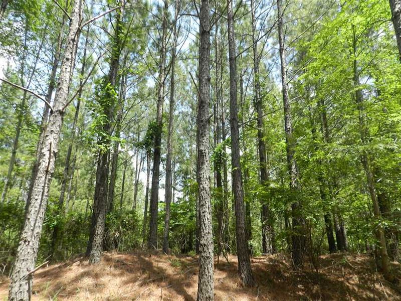 Large Trees, Prime Location With 2 : Jumpertown : Tippah County : Mississippi