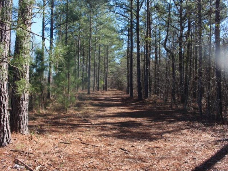 Scenic Hunting Tract with Timber : Fort Valley : Crawford County : Georgia