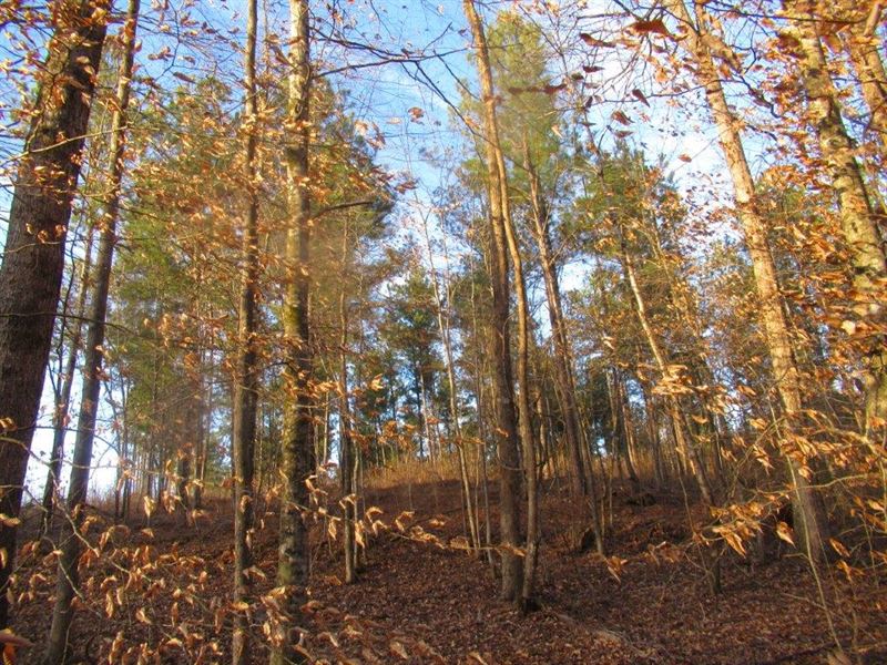 Little Halawaka Creek : Opelika : Lee County : Alabama