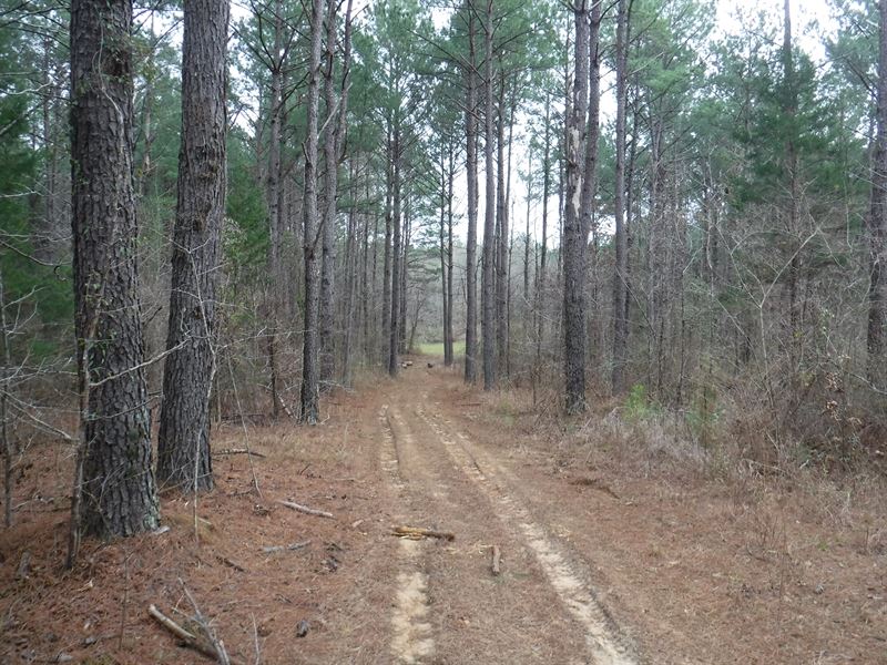 Timber & Hunting Property : Camden : Madison County : Mississippi