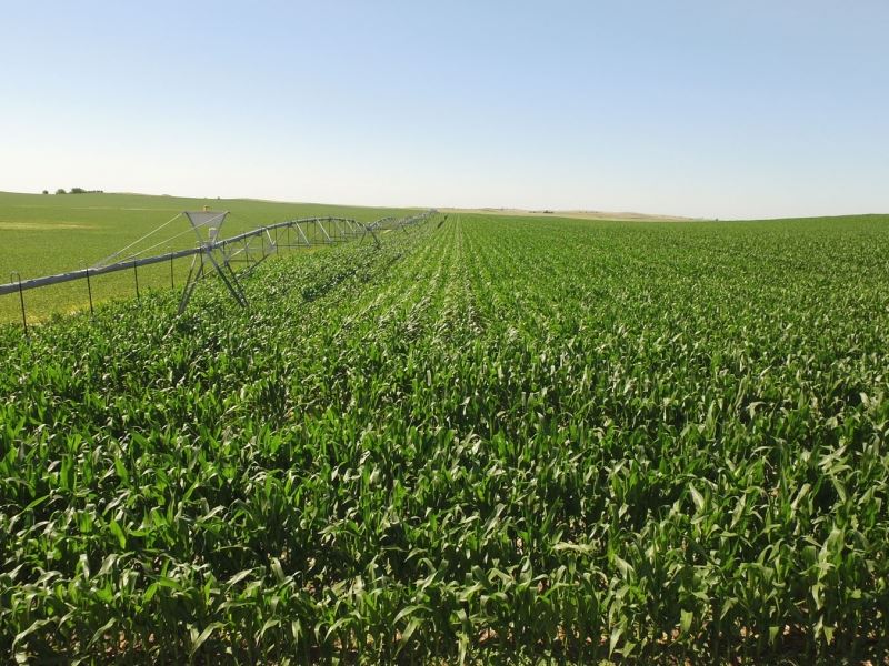 Old Highway 83 Pivot Irrigated Farm : Wellfleet : Lincoln County : Nebraska