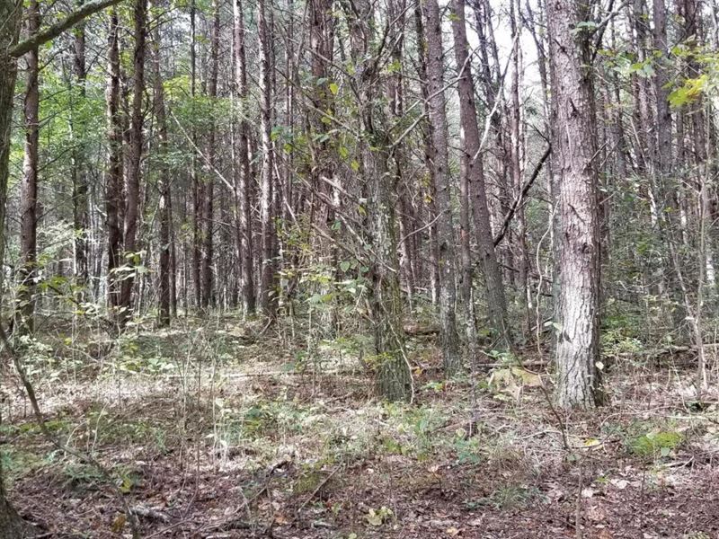 46.16+/- Acres Hunting Property : Dunlap : Bledsoe County : Tennessee
