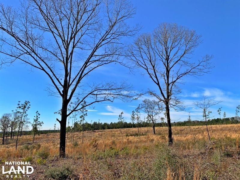 Old Citronelle Road Hunting Recreat : Citronelle : Mobile County : Alabama