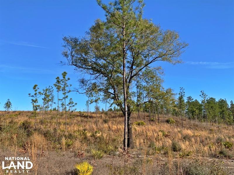 Old Citronelle Road Homesite Tract : Citronelle : Mobile County : Alabama