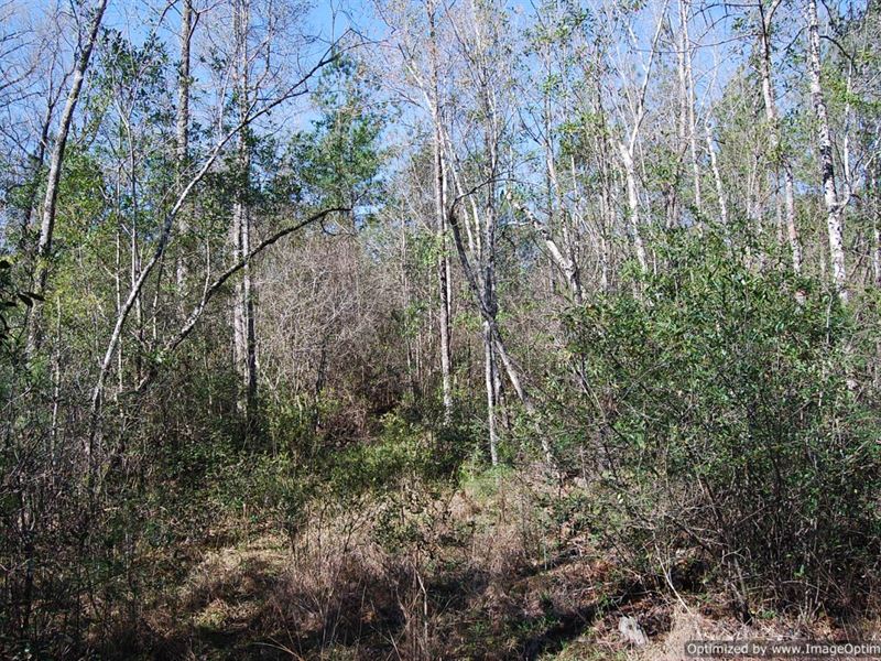 Beautiful Acreage : Poplarville : Pearl River County : Mississippi