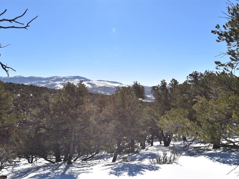 Mountain View with Trees : Fort Garland : Costilla County : Colorado