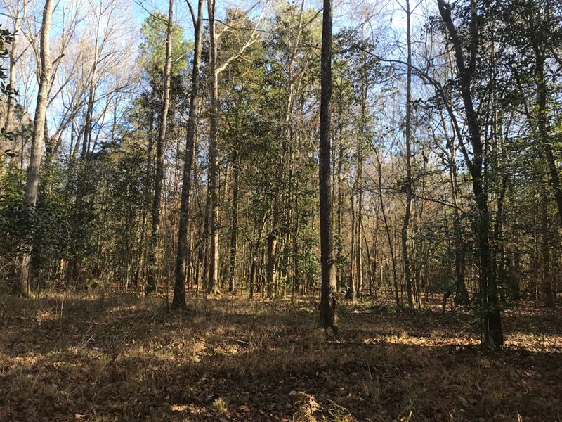 Rockport Hardwoods : Rockport : Copiah County : Mississippi