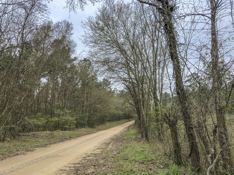 16 Ac Wilderness Road Land for Sale in Point Blank, San Jacinto
