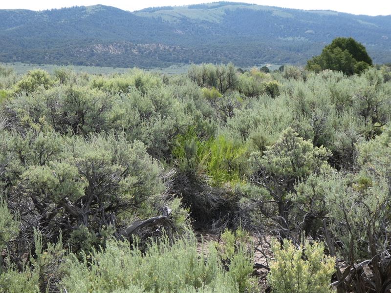 Acreage in Sangre De Cristo Ranges : Fort Garland : Costilla County : Colorado