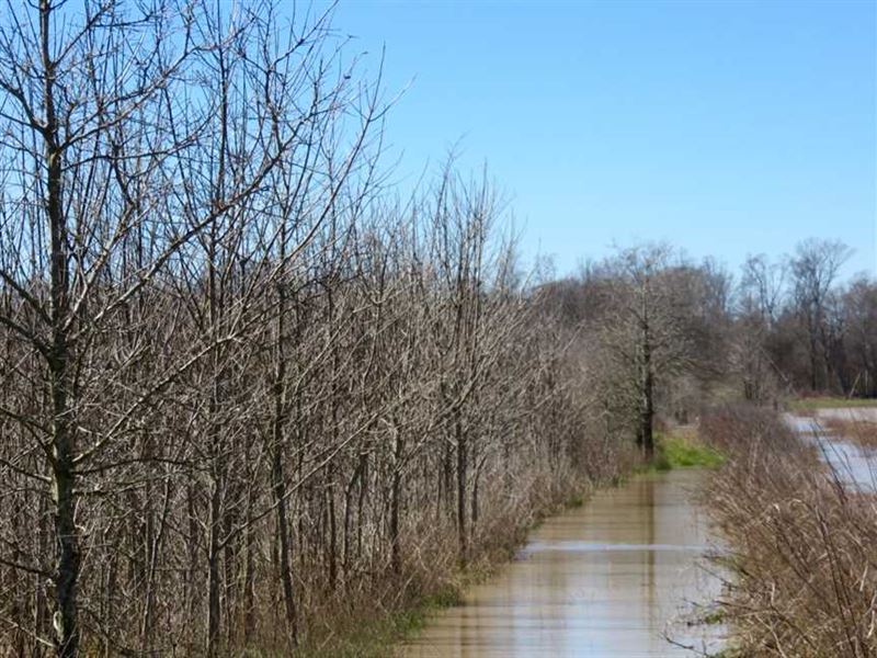 307 Acres of Prime Hunting : Tallulah : Madison Parish : Louisiana