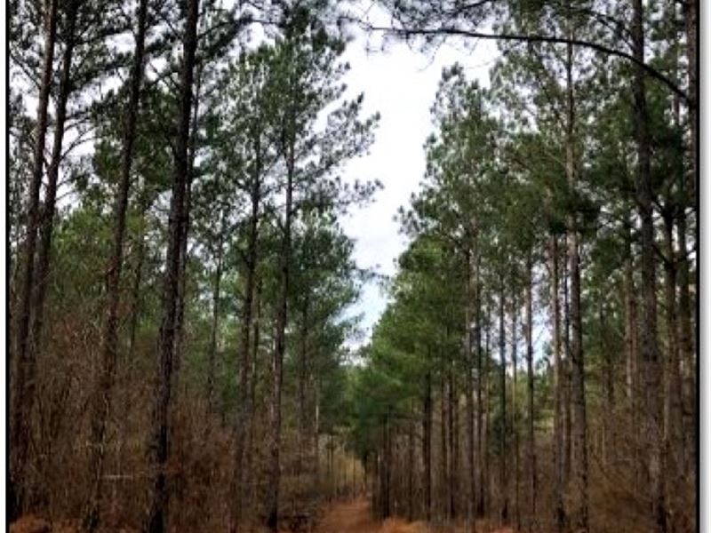 83.05 Acres in Lafayette County : Water Valley : Lafayette County : Mississippi