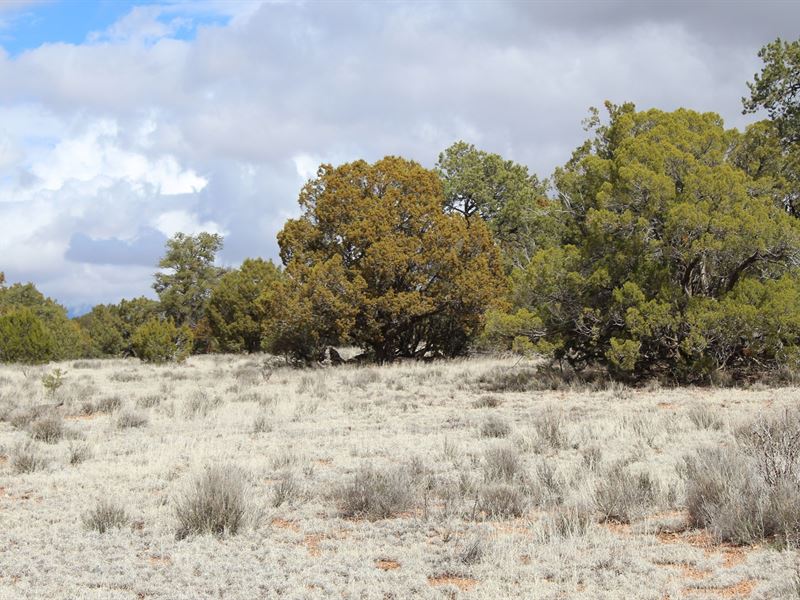 40 Acres Mountain Ranch Land : Seligman : Yavapai County : Arizona