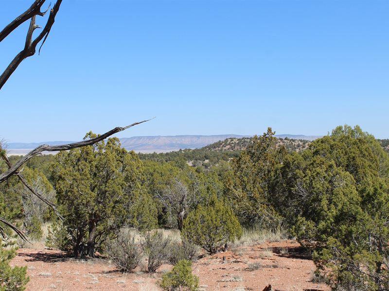 40 Acres of Land Near Seligman AZ : Seligman : Yavapai County : Arizona