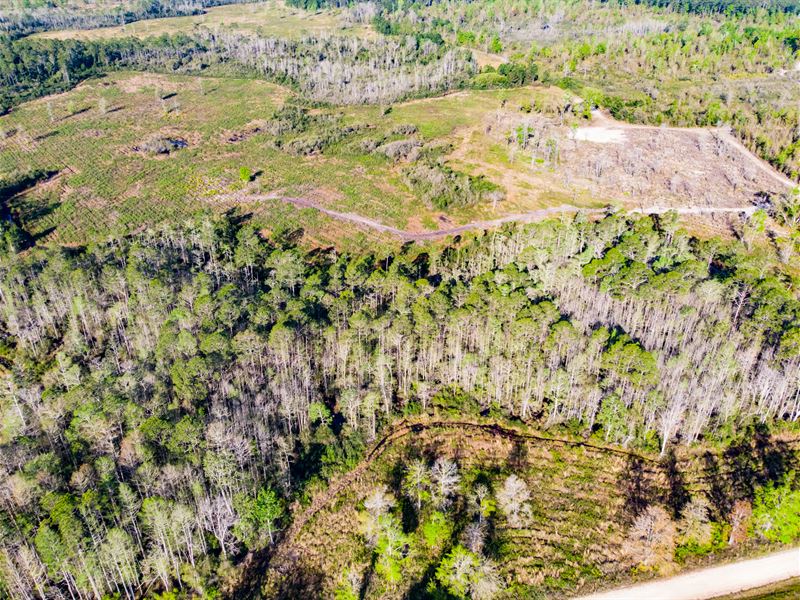 Timber / Hunting Near Tallahassee : Monticello : Jefferson County : Florida