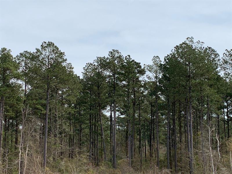 Boy Scout Tract, Union Parish, 70 : Downsville : Union Parish : Louisiana