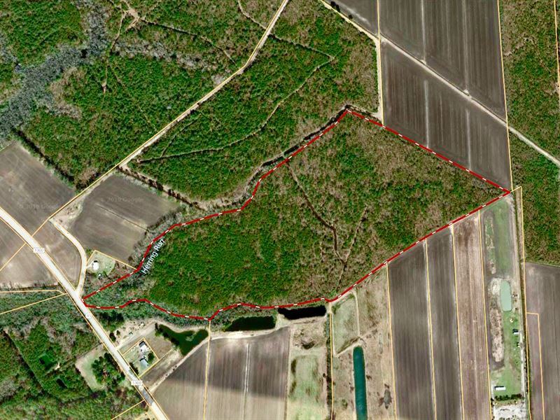 Timber / Hunting Tract Hyde County : Belhaven : Hyde County : North Carolina