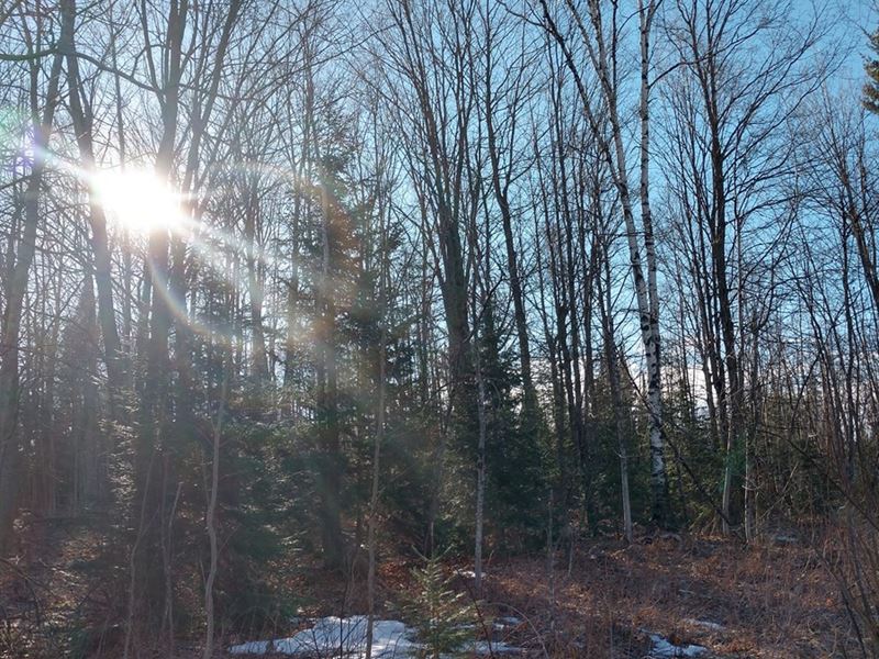 Ultimate Hunting Property 250 Acres : Atlanta : Montmorency County : Michigan