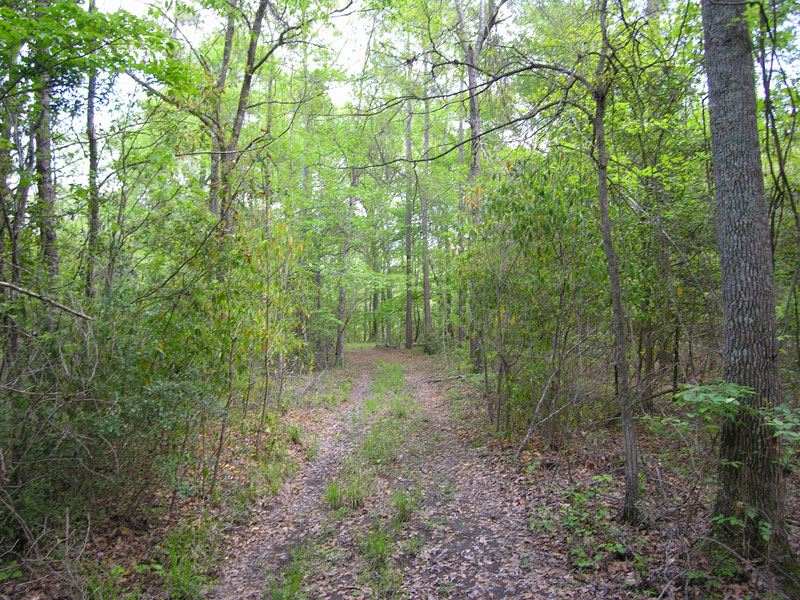 Reduced 92.9+- Acres Wooded, Creek : Hephzibah : Richmond County : Georgia