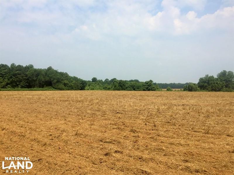 Hunting and Farming Tract : Bishopville : Lee County : South Carolina